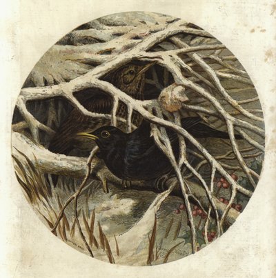ブラックバードとツグミ、隠密 作： Harrison William Weir